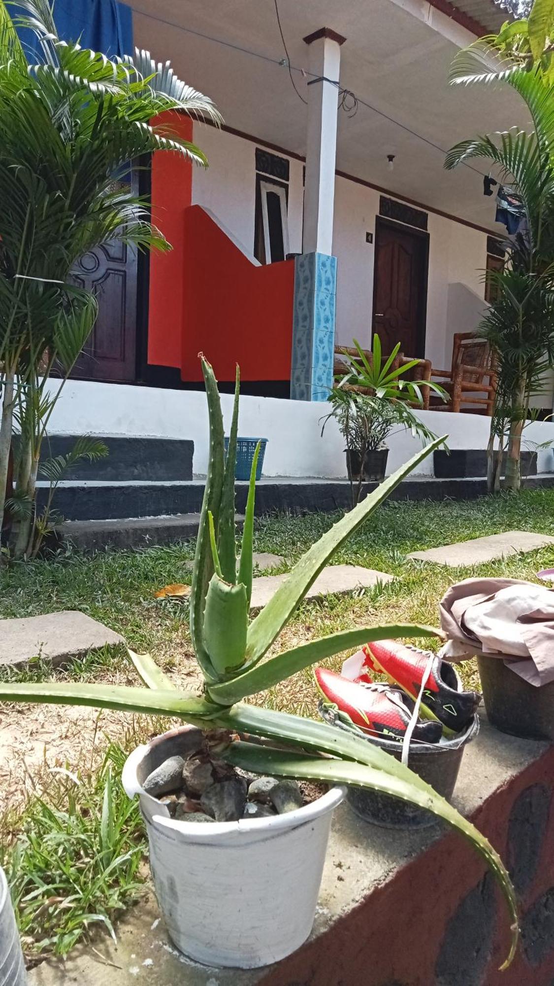 Roy Homestay Kuta Kuta  Eksteriør billede